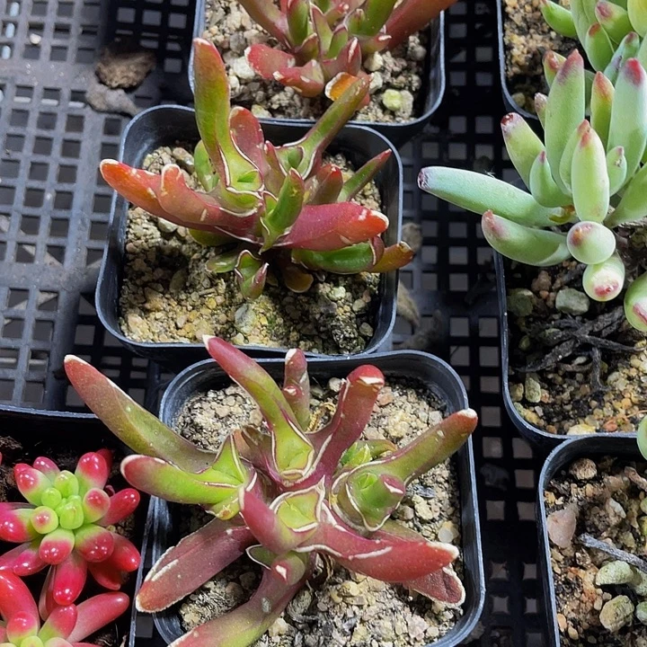 新妖2.8带盆土发货