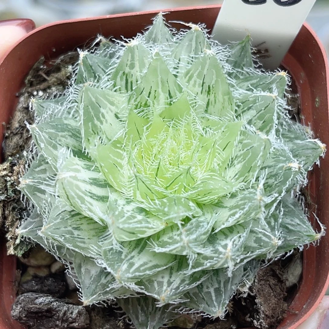 80塞米维亚锦福利专场