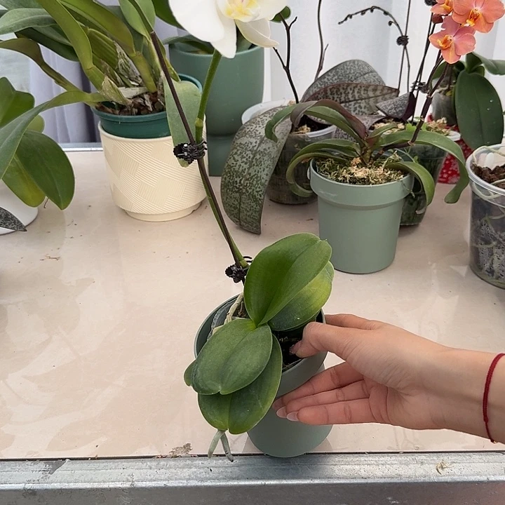 大部分开放少量花苞阿玛无售后一棵