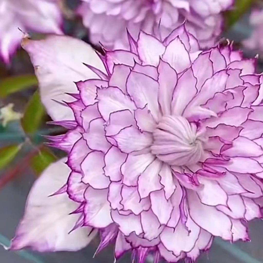 【恭子小姐】铁线莲四季开花爬藤植物重瓣大花庭院阳台藤本攀援花卉
