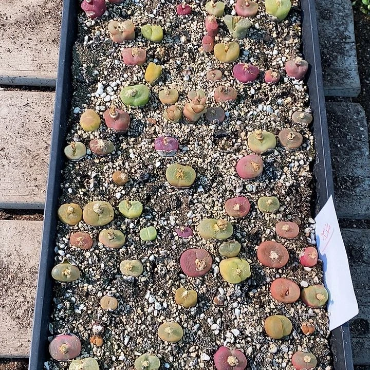 25310。  一筐蟠桃福利。