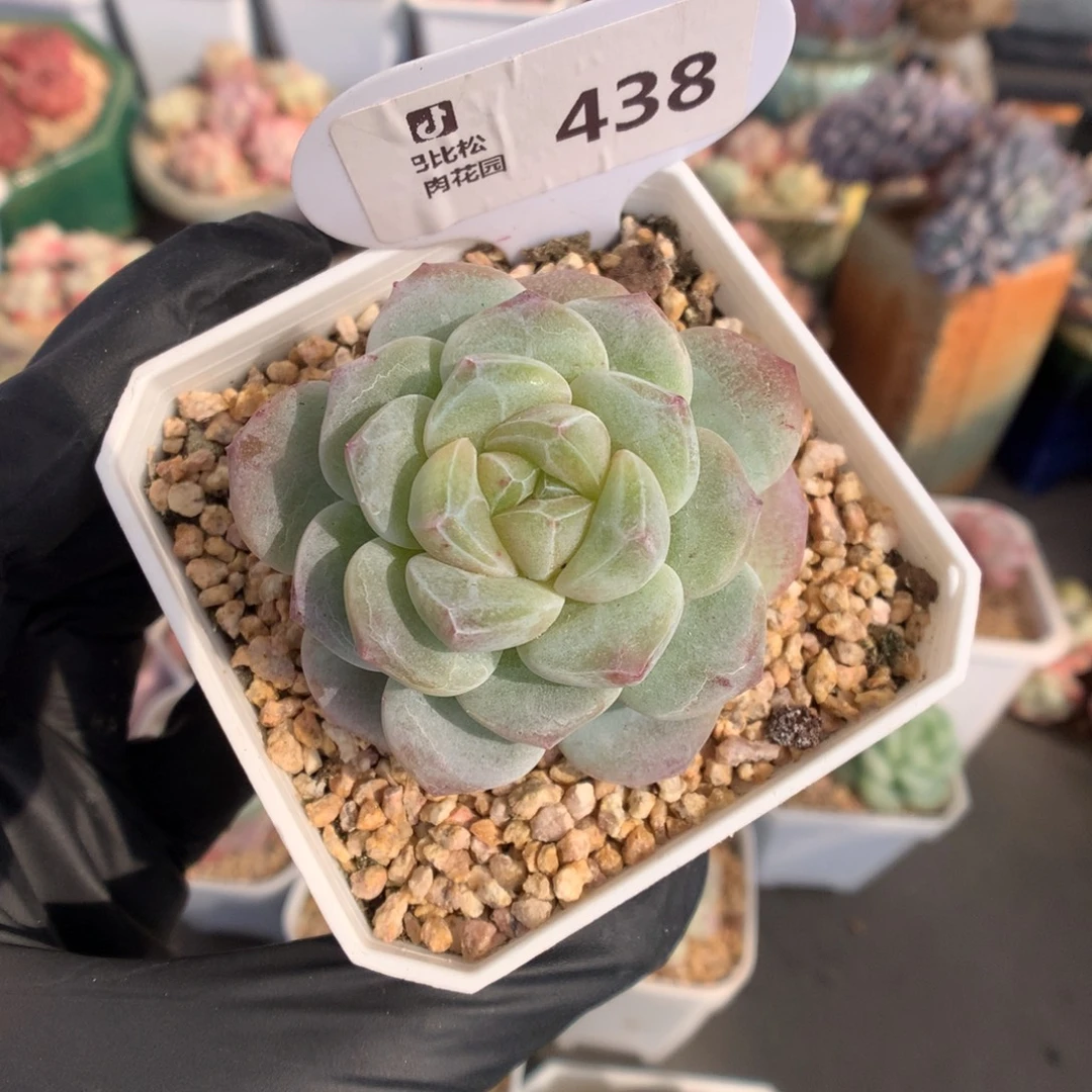 438 钻石纹冰玉石化