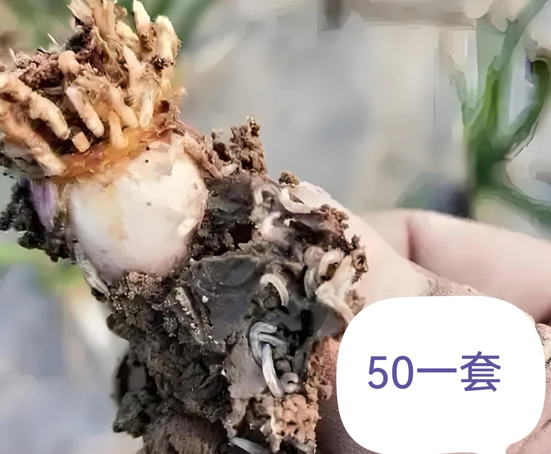 治蒜蛆，虫卵兼治持效期长蒜头品质好不散头。