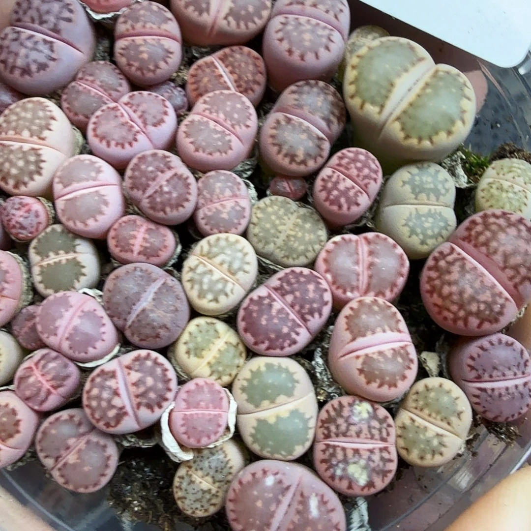 哈哈笑不出话就笑635