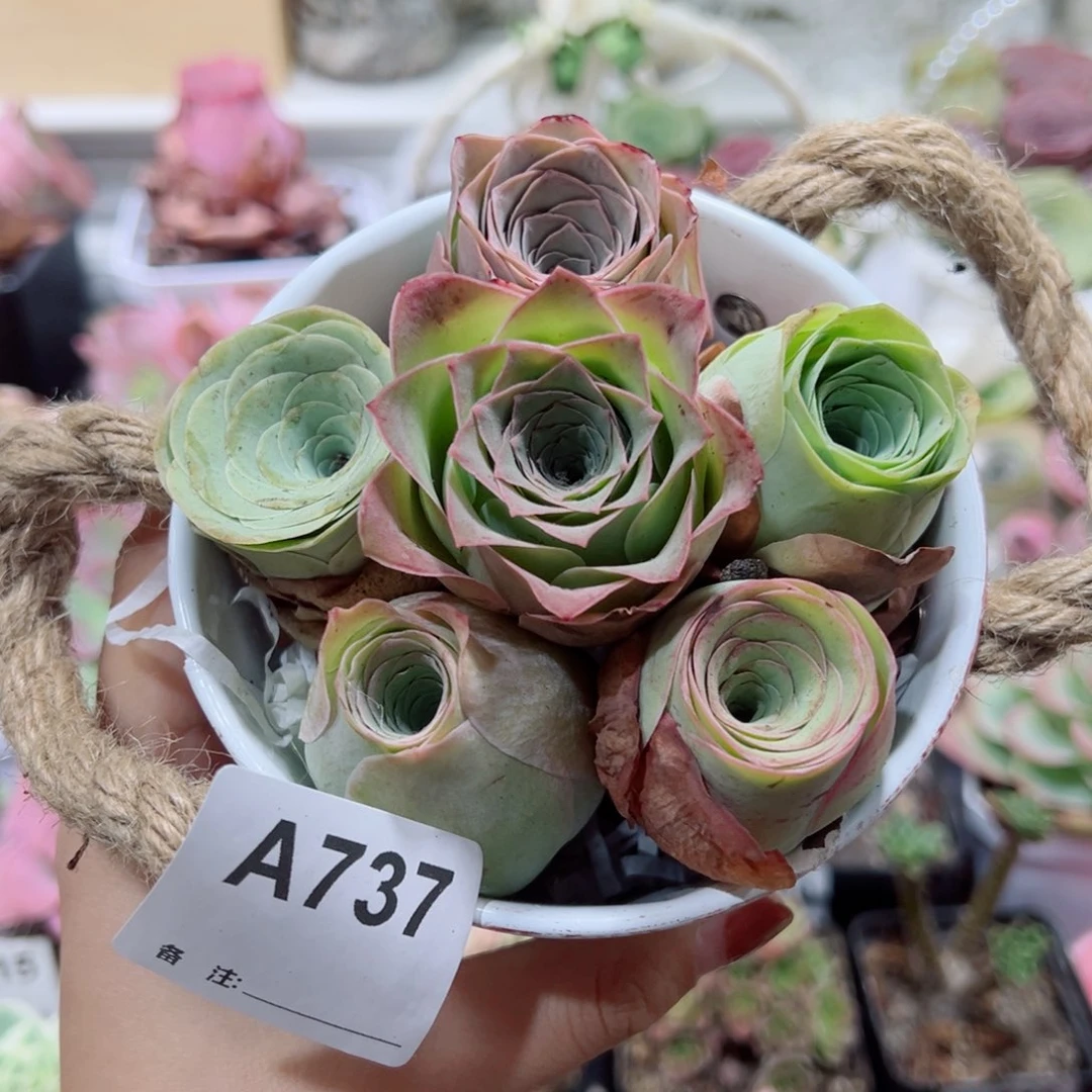 737一桶玫瑰福利。