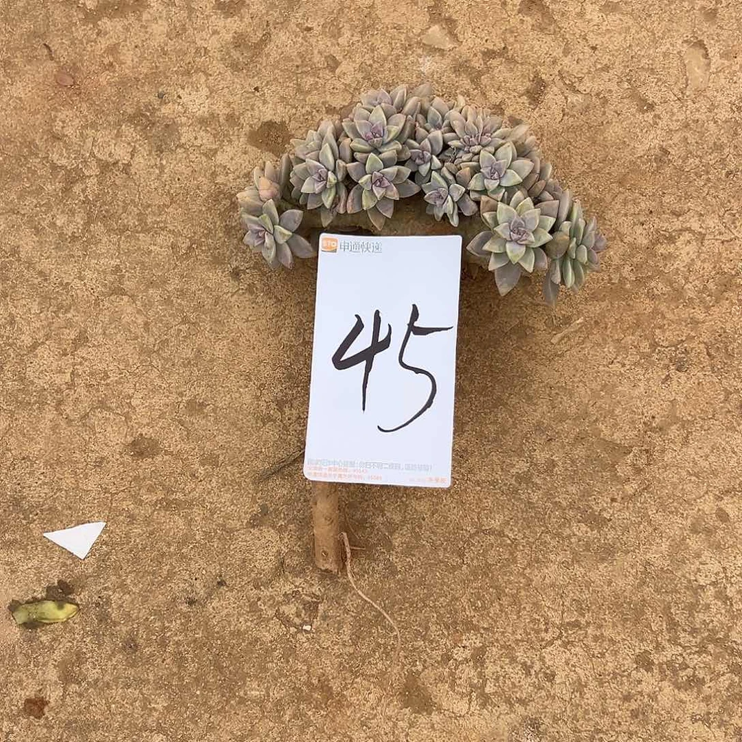 好***圈淡雪多肉45一物一拍