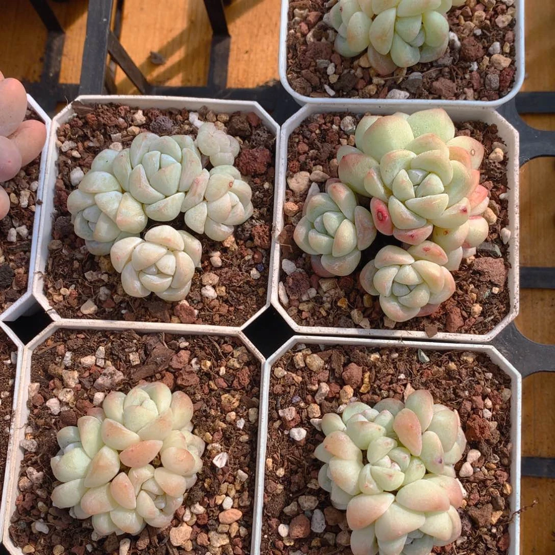精控冰玉群一物一拍