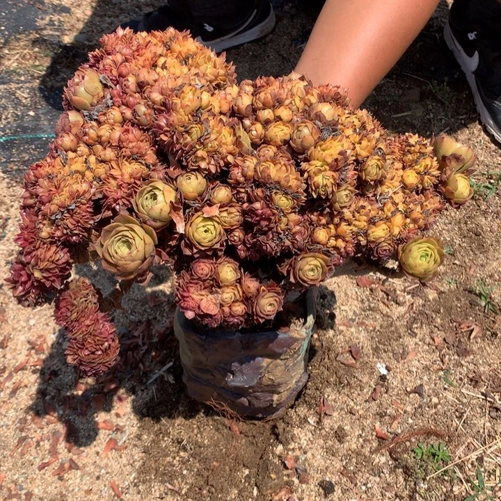 微瑕黄金万朵朵脱土