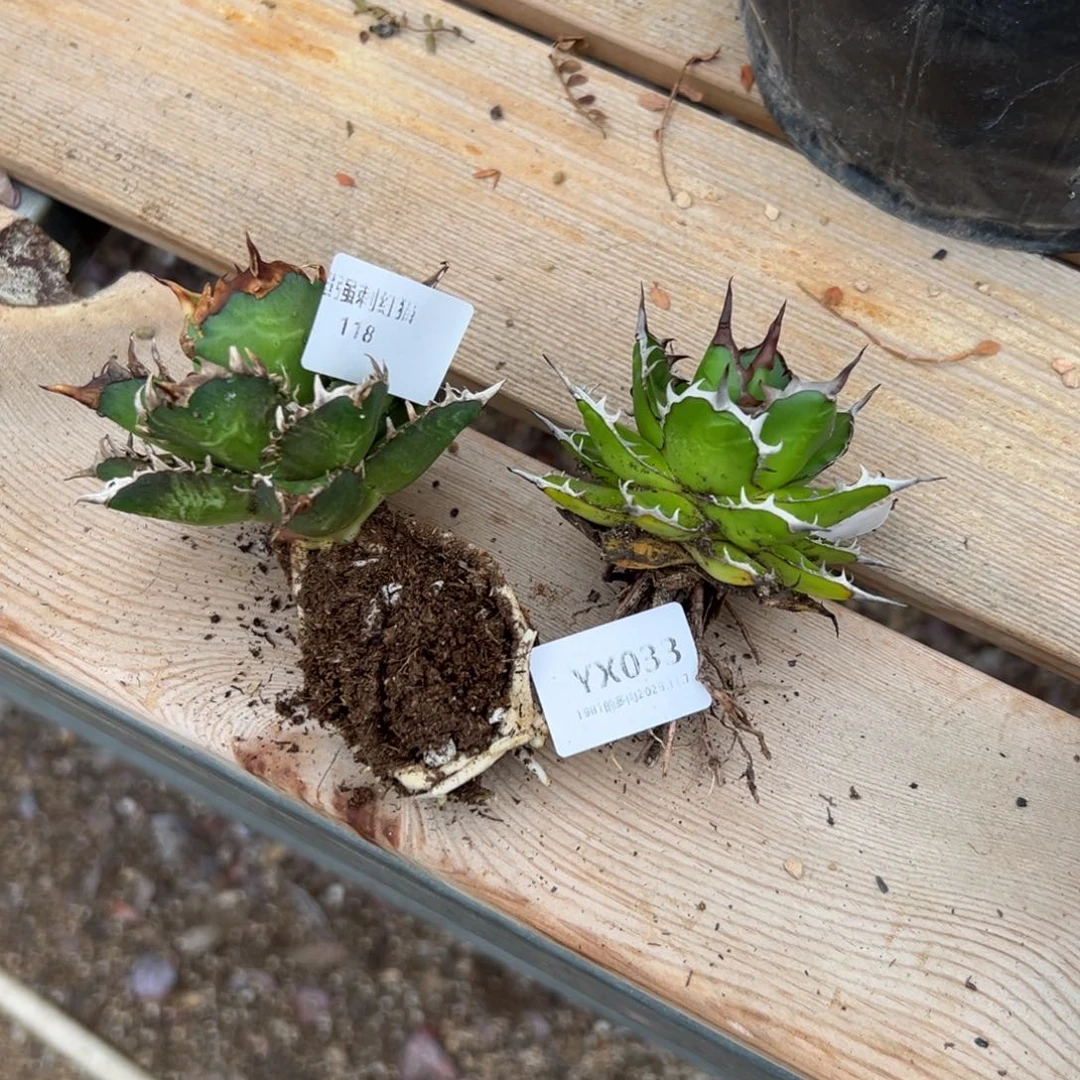 妮***子1987花盆yx033 肉肉肉肉