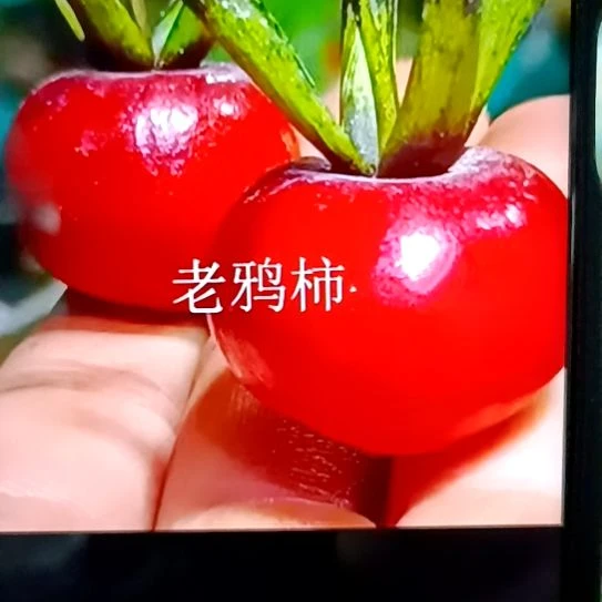 无花朵扦插苗红灯
