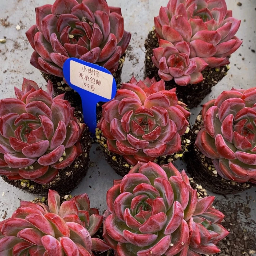 99-全状态精品母本夜魔侠双头一个