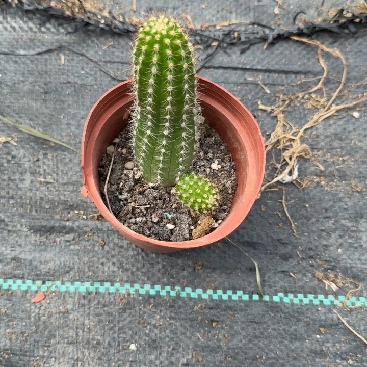 白檀仙人掌408带跟