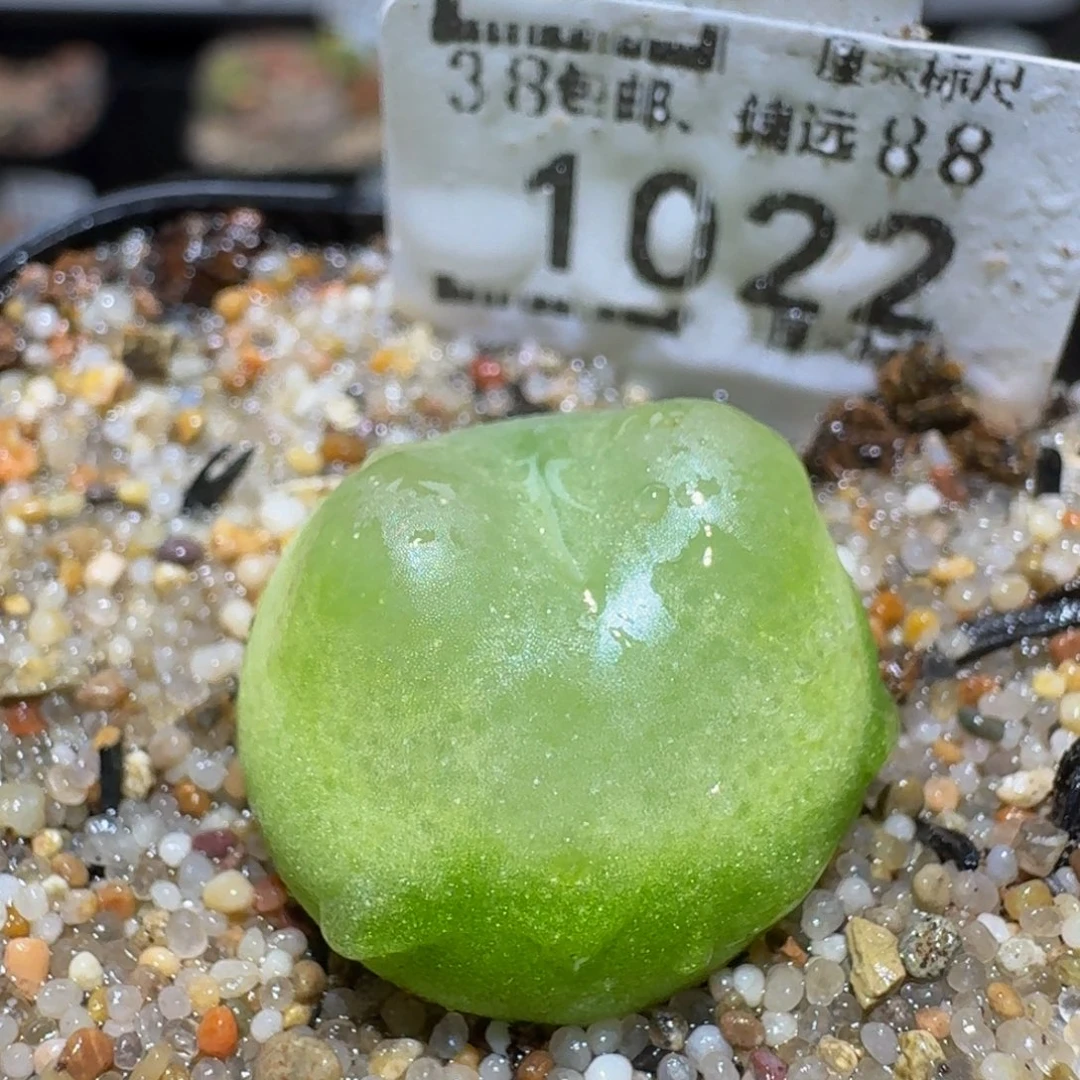 zzzz生石花肉锥1022