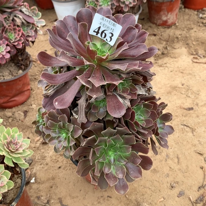 463欧紫大宝塔手捧2