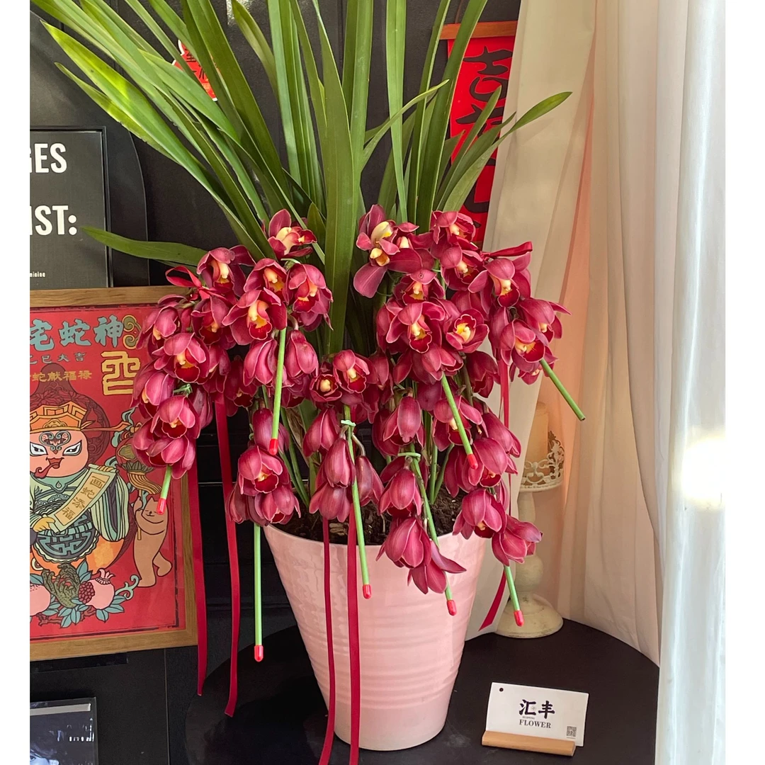 【年宵花】大花蕙兰盆栽1盆人间富贵花【雪天叫车难不包配送望理解】