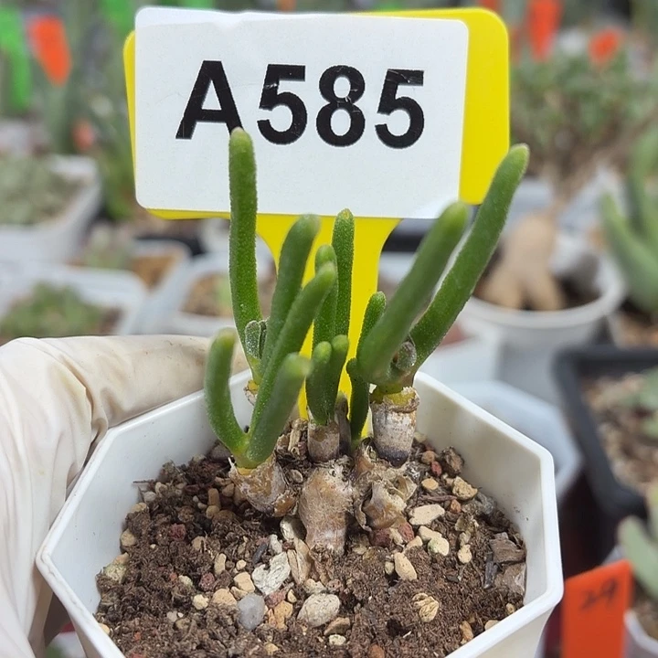 M***z585mmmmmmmmmmmmn