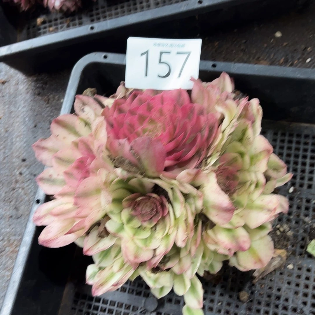 多肉植物福利157