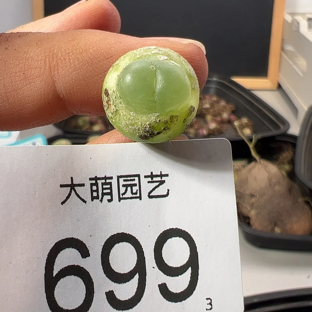 0000699 一物一拍……