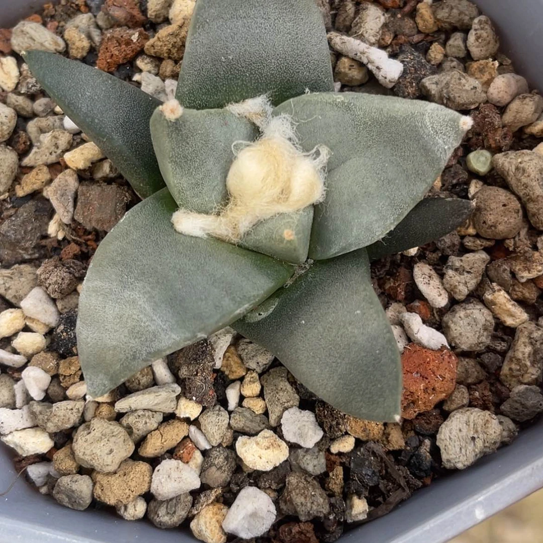 【闪购商品】实生青瓷