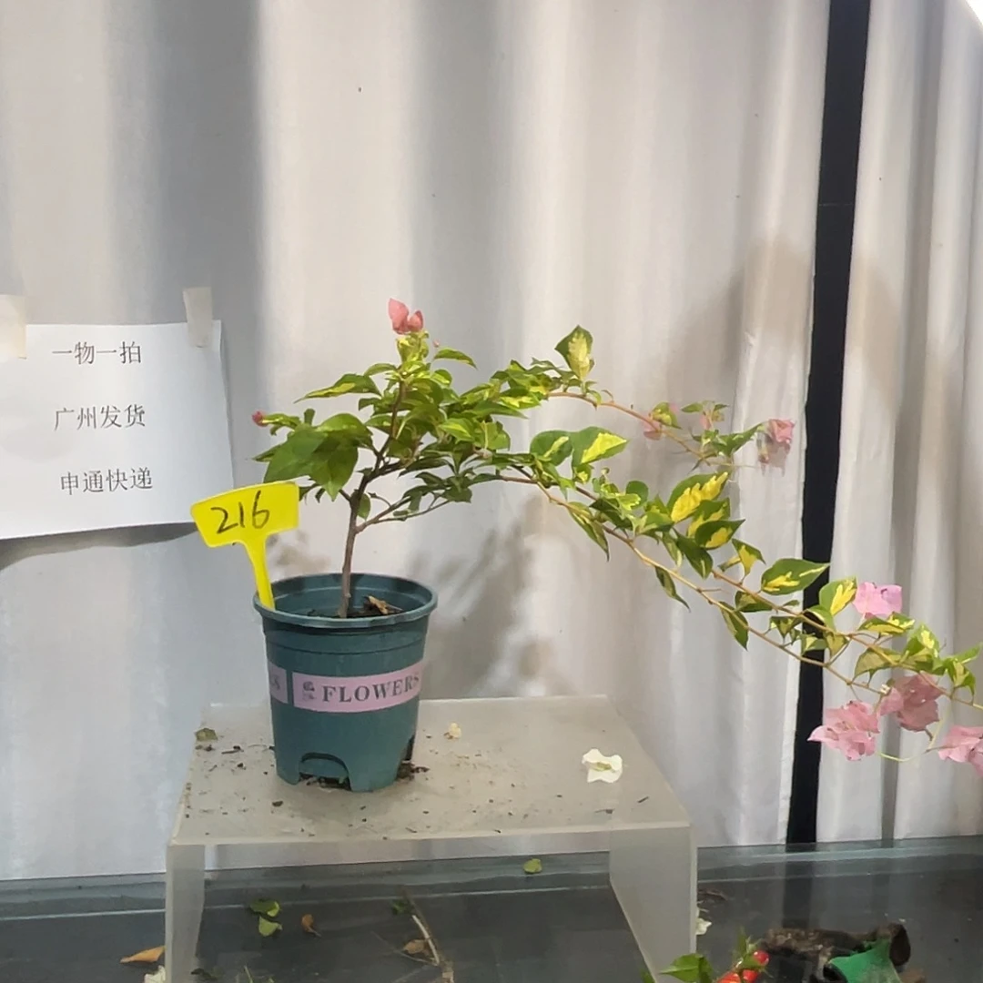 当前无花栽培后可以开花216金心橙白牙签苗