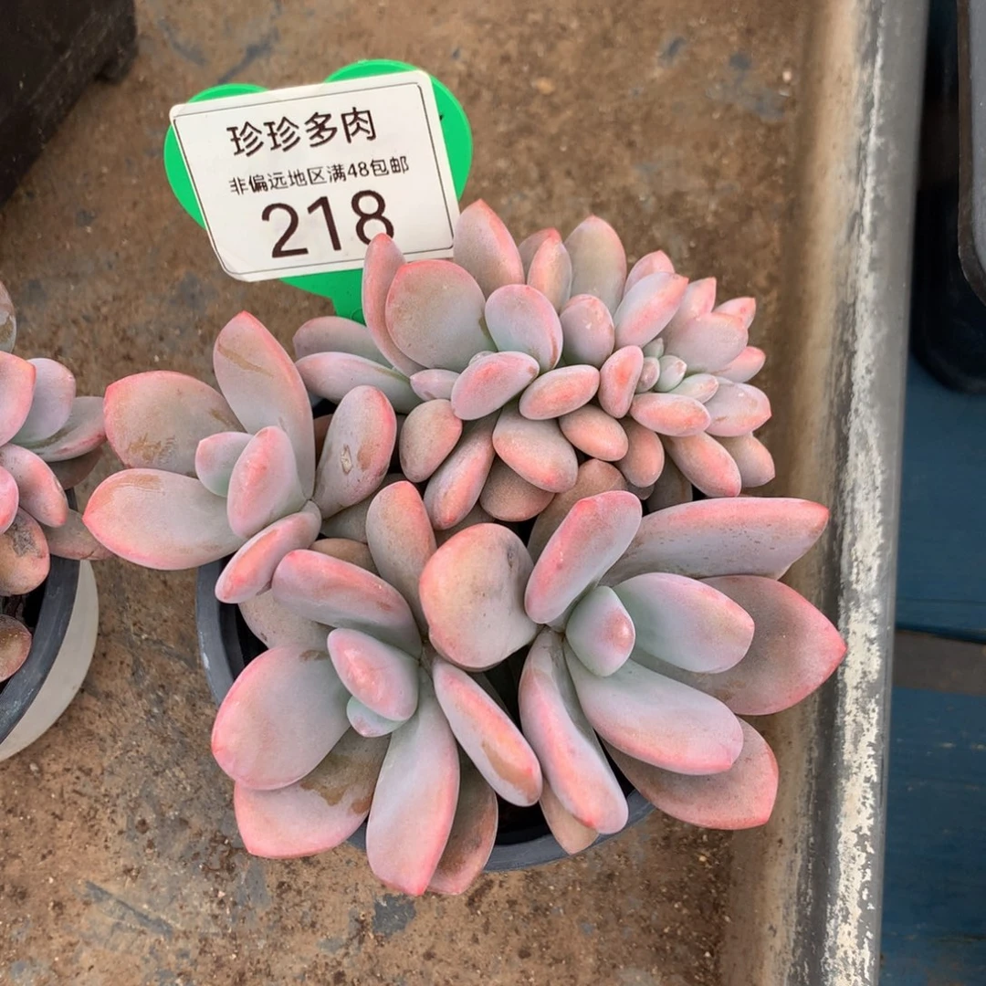 粉兔朵朵树一物一拍218