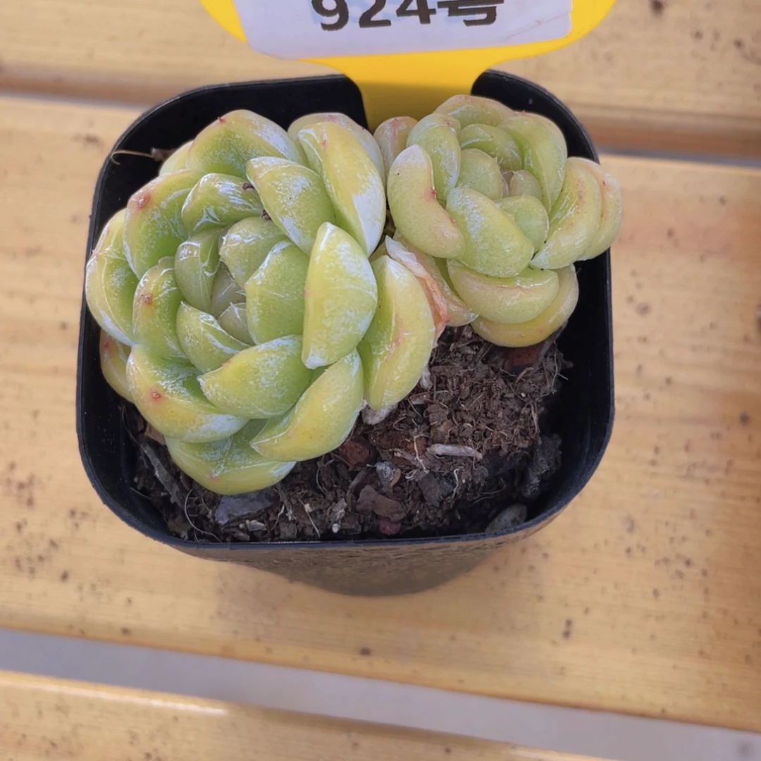 924号 宽叶起司芝士