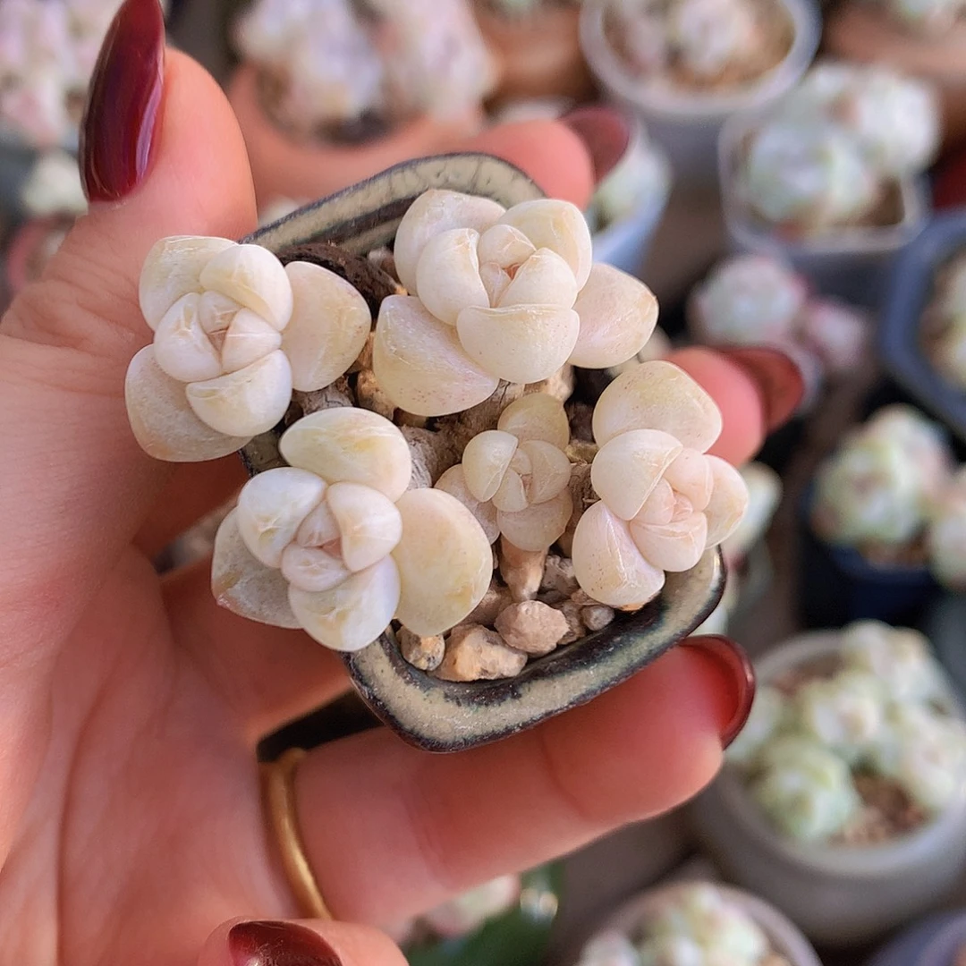 小叶白底透冰玉五头木桩