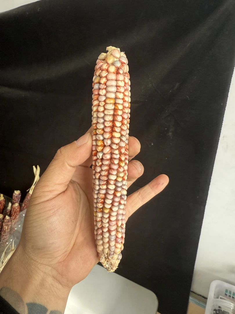 玉米摆件 一物一拍 直播间专拍（请勿私拍）图片仅供参考