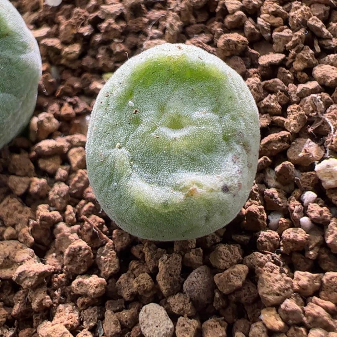 鬼脸绿豆糕一颗905。