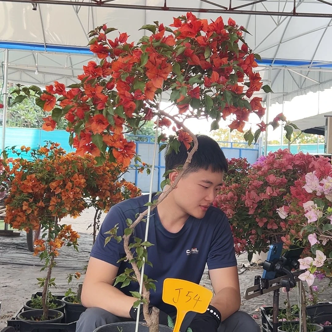 我***鹅大部分花苞少量开放J54红桑巴
