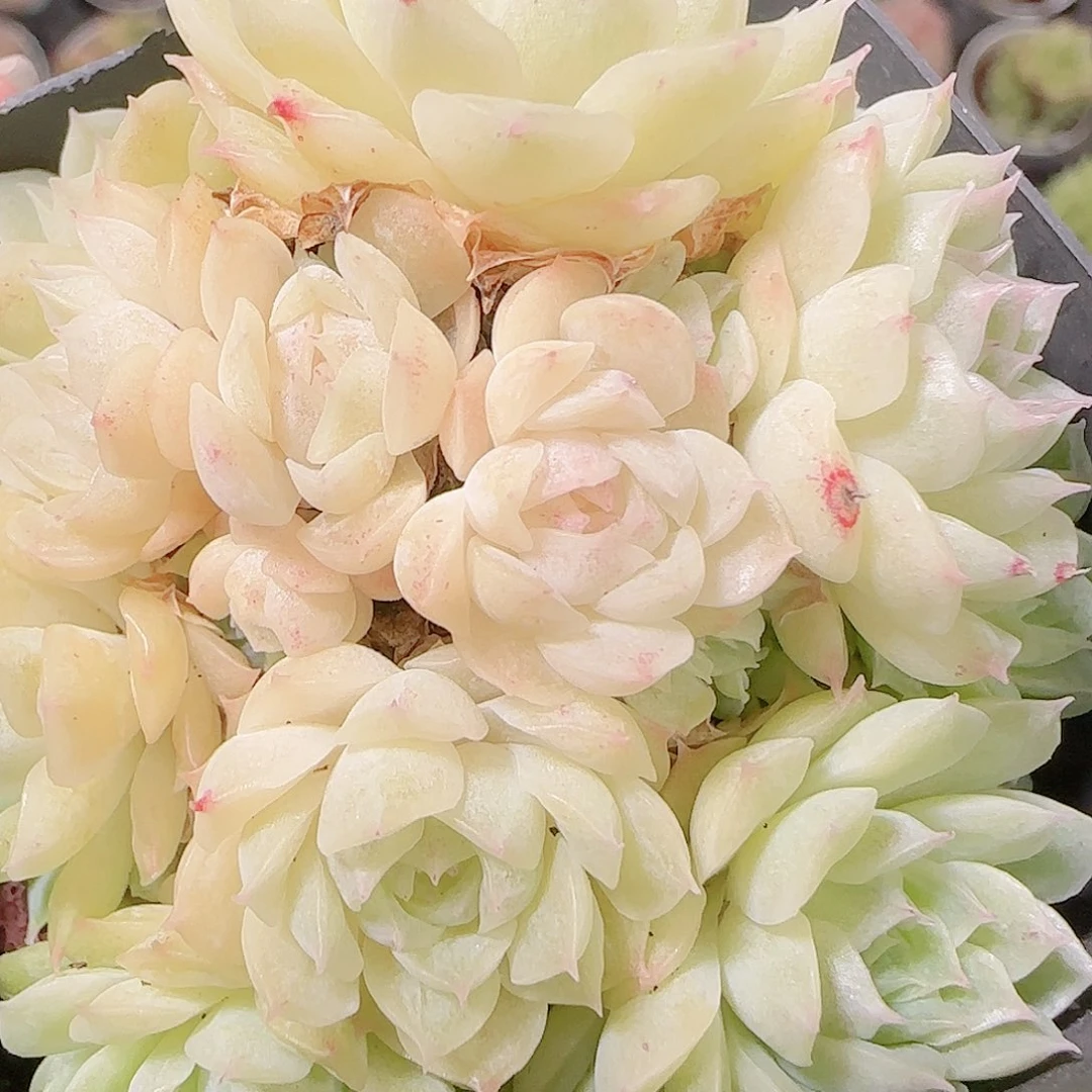 花语逸镜1122-253散