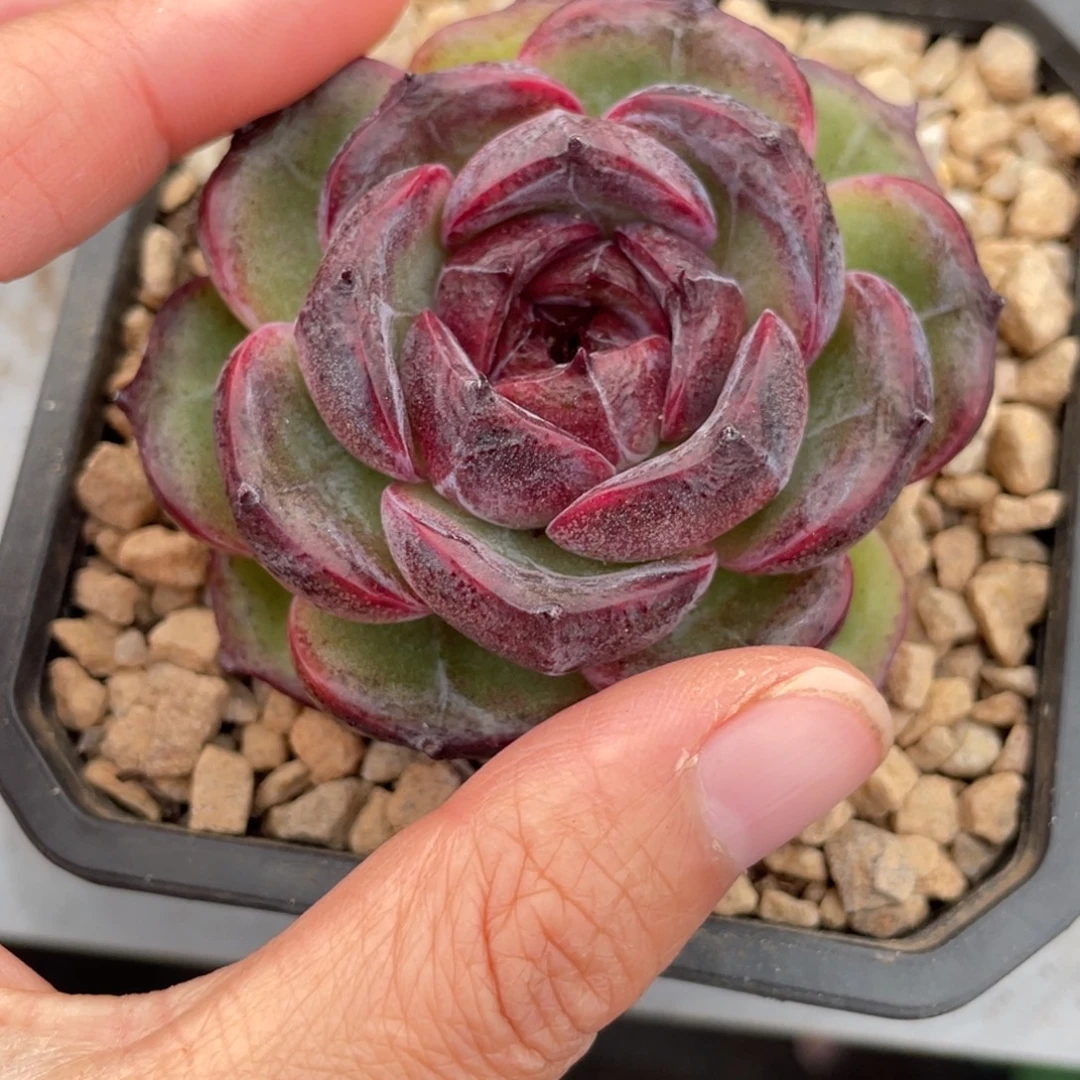 黑橙单头满35包邮