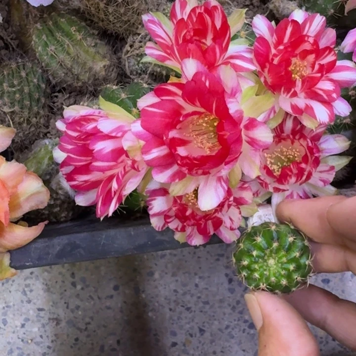 285丽花德三歪2到3公分左右无根侧牙，20包邮