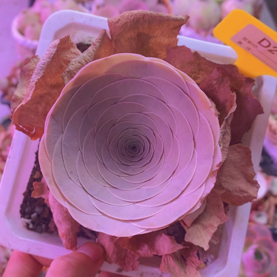蜜*D241千里千寻 一物一拍