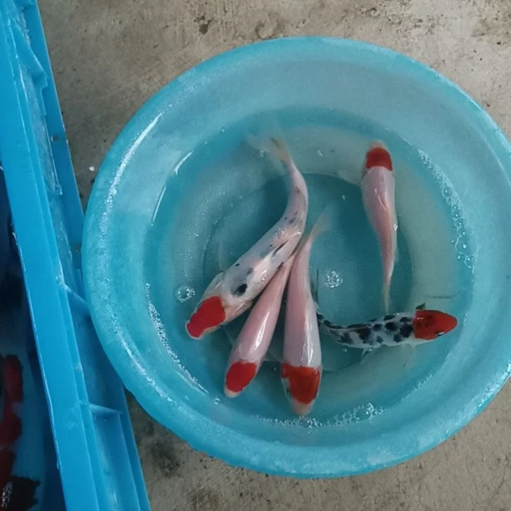 海水鱼顺丰包邮开箱包活3