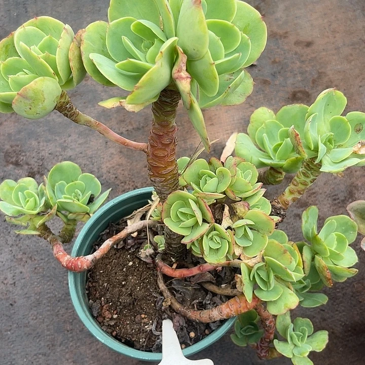 晨语多肉，一物一拍碧桃，空心15