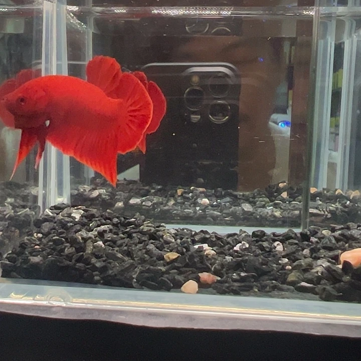 斗鱼一单包邮31日48