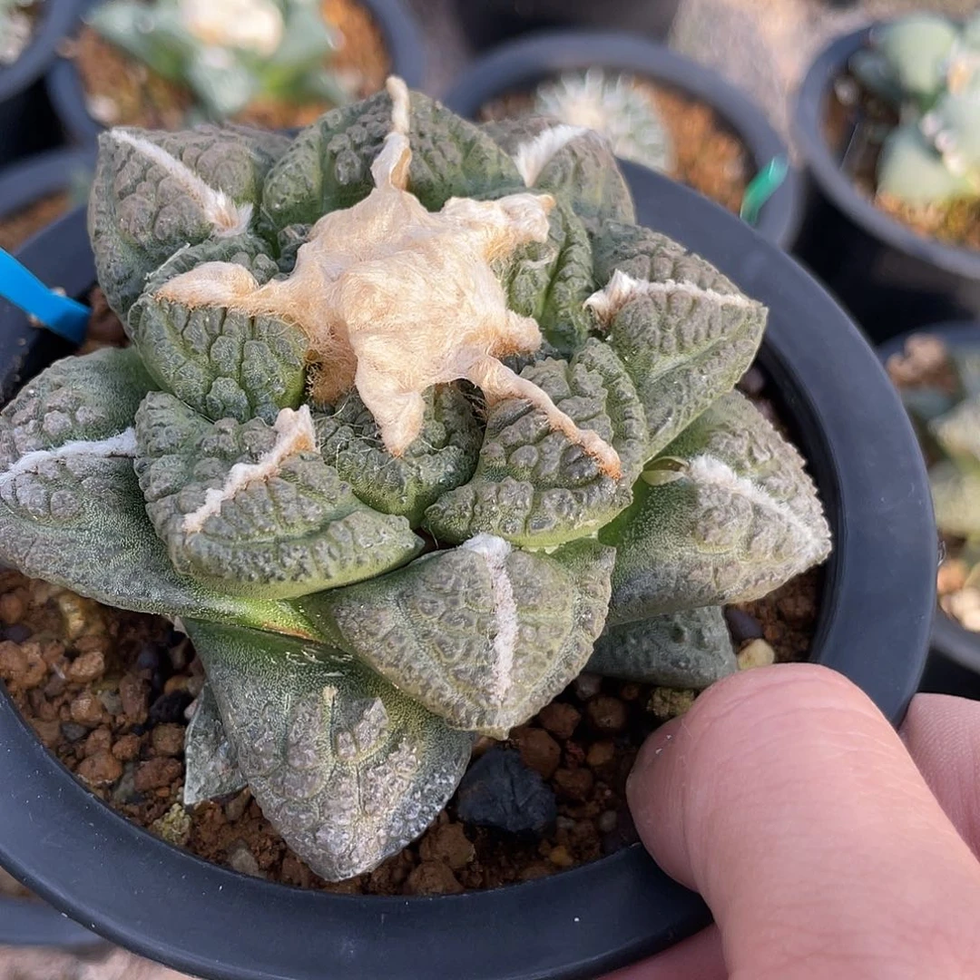 实生螺旋龟甲牡丹