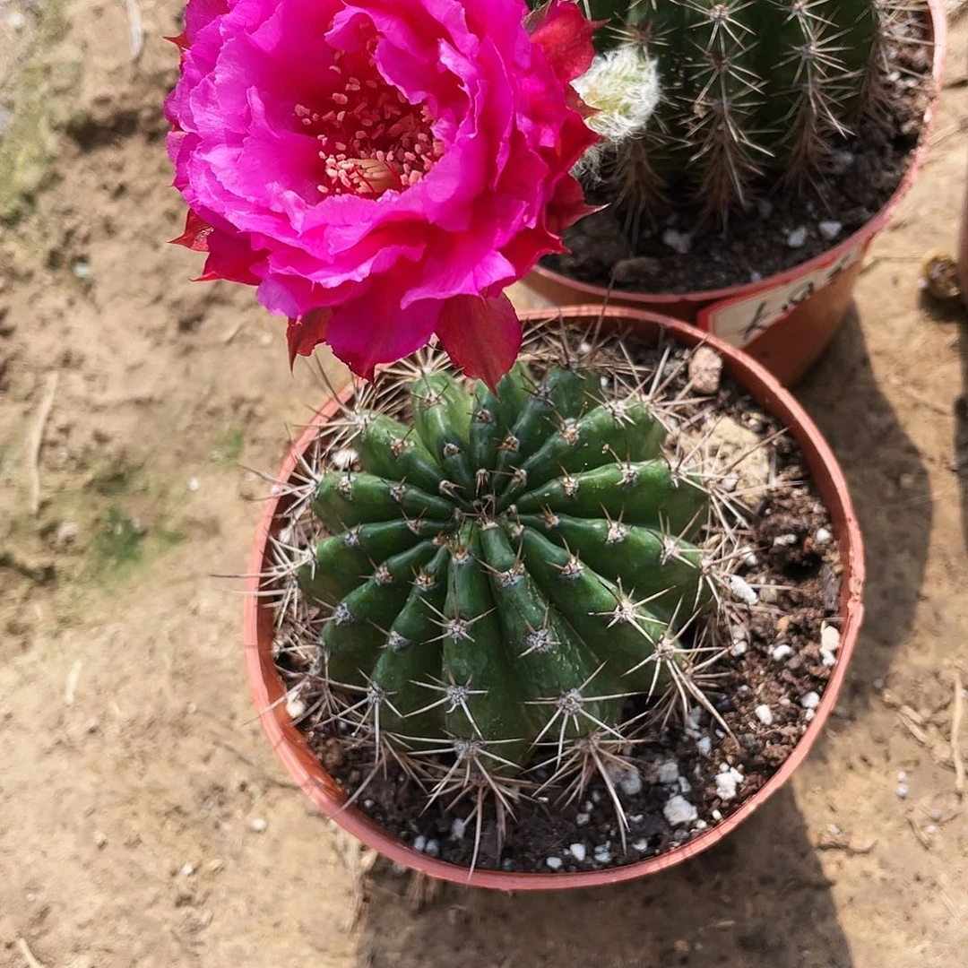 李*华大风车自根球一个