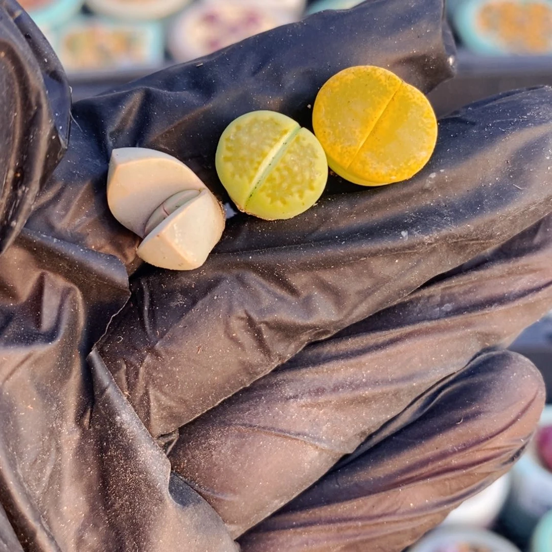 蛋****?2036-一物一拍3颗