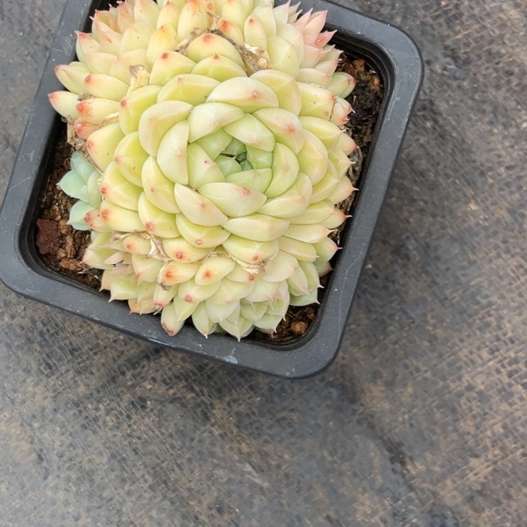麦秆群生开心专拍