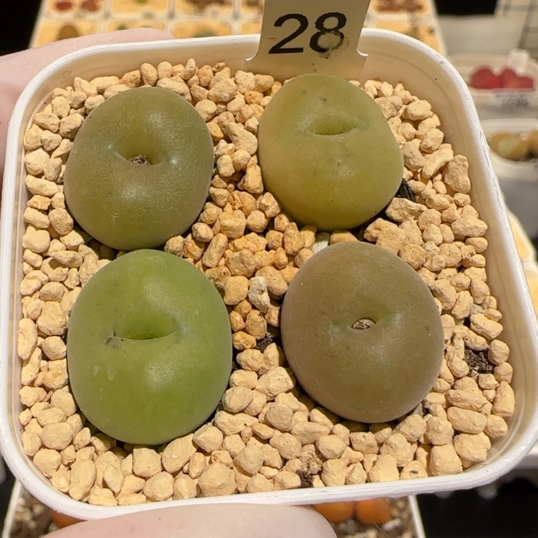 肉锥多肉植物百科30-空卡佛一盆1157