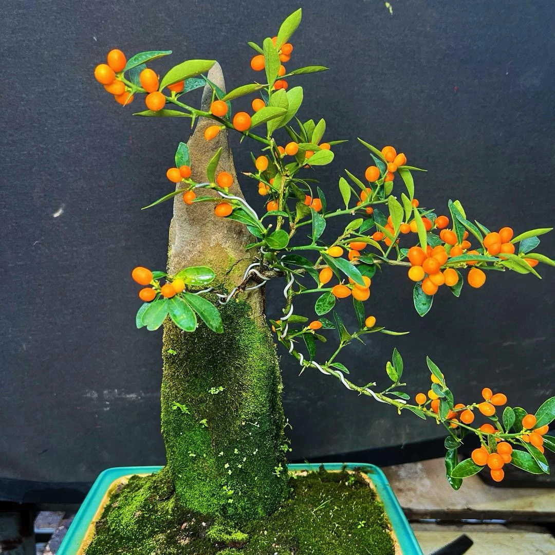 25-200阿秋附石福豆微盆景盆栽一物一拍