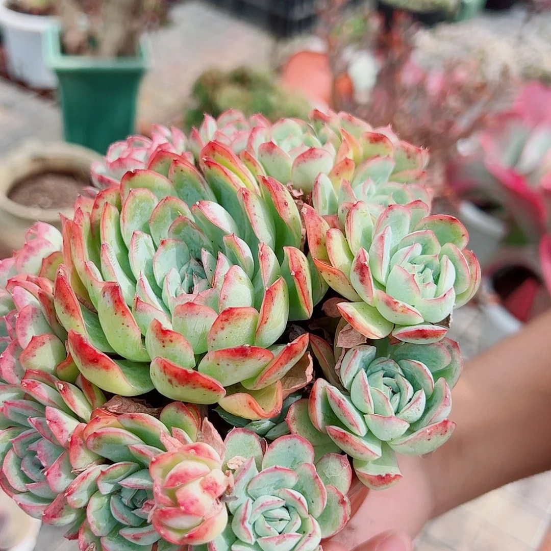 草莓冰大单头带崽完美手捧