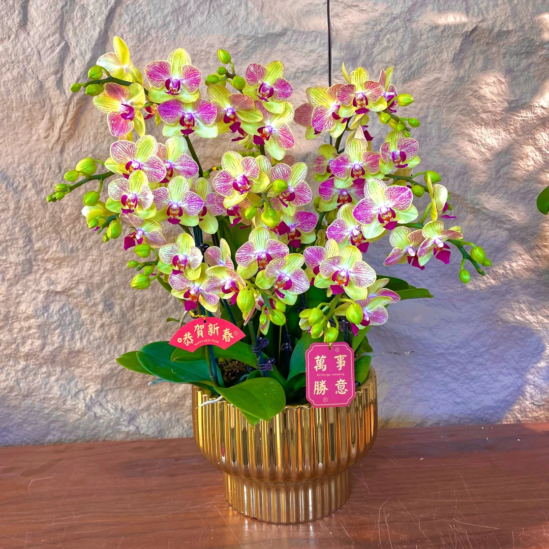 【-三色鸟-蝴蝶兰】轻奢 中式 禅意 送礼 年宵花