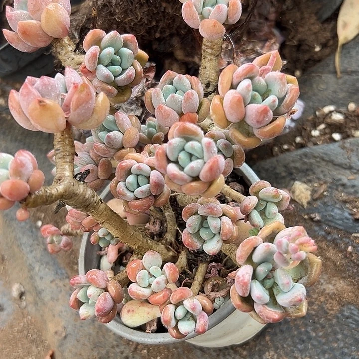木糖醇。