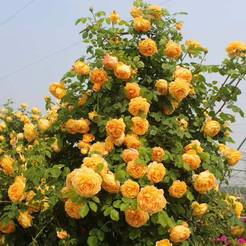 【顺丰包邮】黄金庆典藤本月季花苗庭院爬藤植物四季开大花浓香花卉