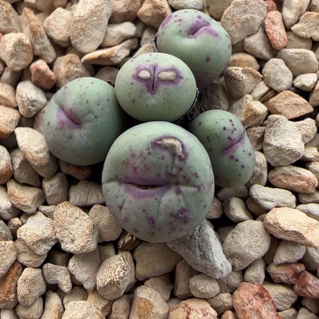 2.6号多肉嘟嘟嘴群39号