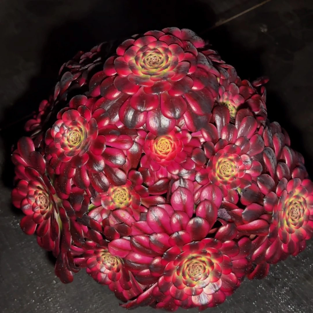 我****起美姬精品法师锦