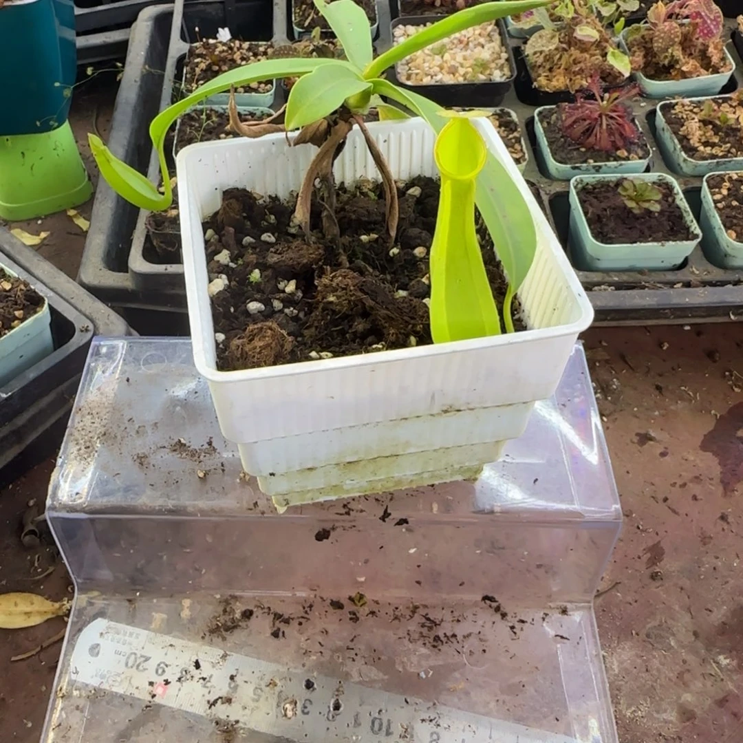 完全开放二眼猪笼草